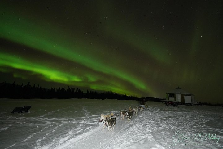 Northern Lights Viewing including Dinner and 1-Hour Dog Sledding - Photo 1 of 6